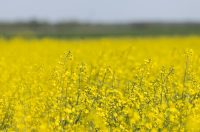 Polja uljane repice u žarkim žutim bojama