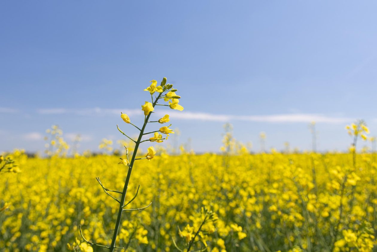 Polja uljane repice u žarkim žutim bojama