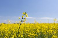 Polja uljane repice u žarkim žutim bojama