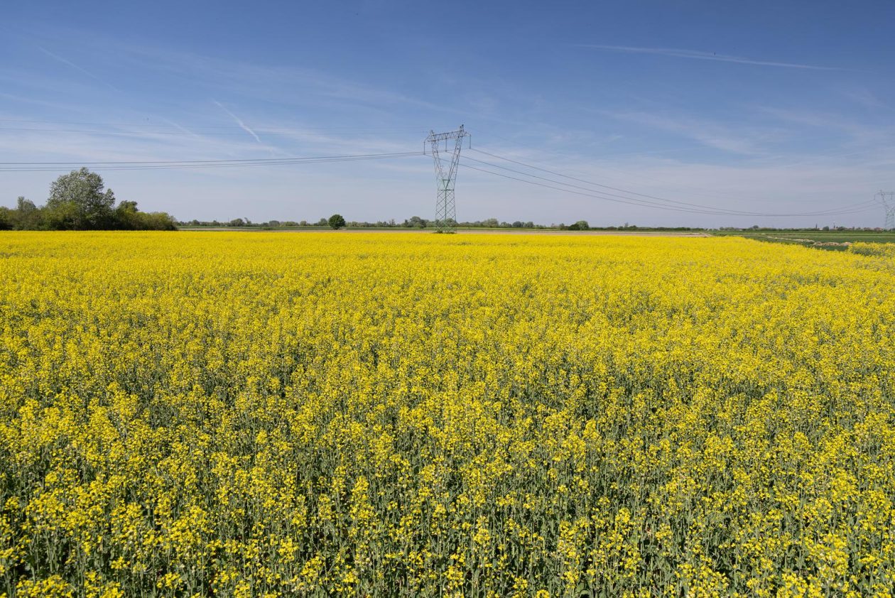Polja uljane repice u žarkim žutim bojama