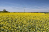 Polja uljane repice u žarkim žutim bojama