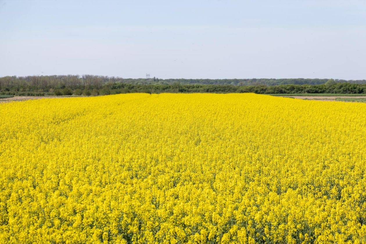 Polja uljane repice u žarkim žutim bojama