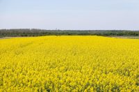 Polja uljane repice u žarkim žutim bojama