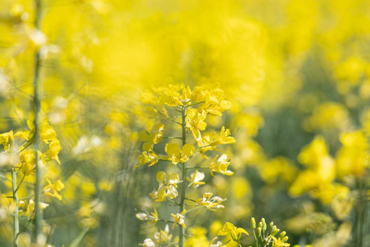 Polja uljane repice u žarkim žutim bojama