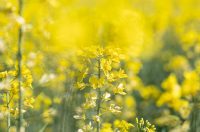 Polja uljane repice u žarkim žutim bojama