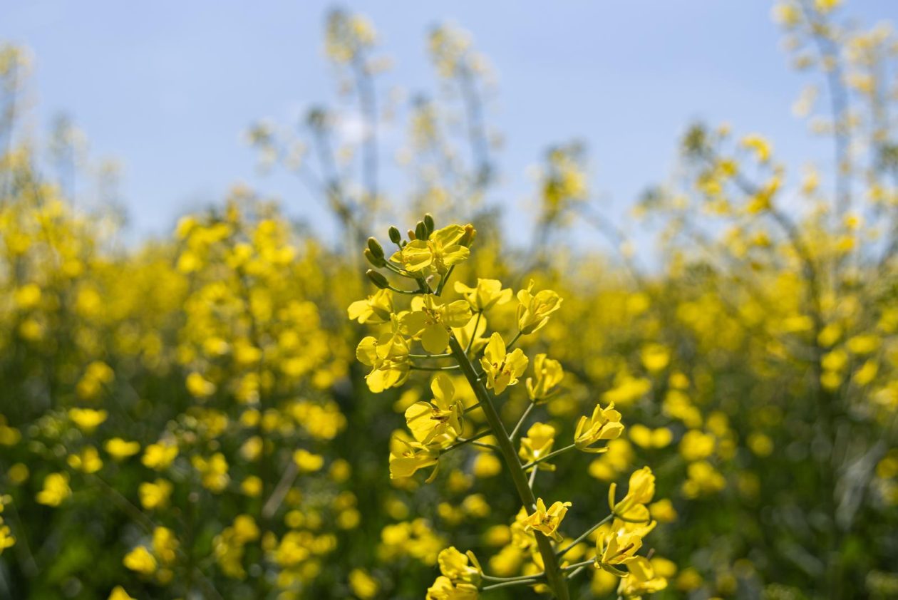 Polja uljane repice u žarkim žutim bojama