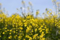 Polja uljane repice u žarkim žutim bojama