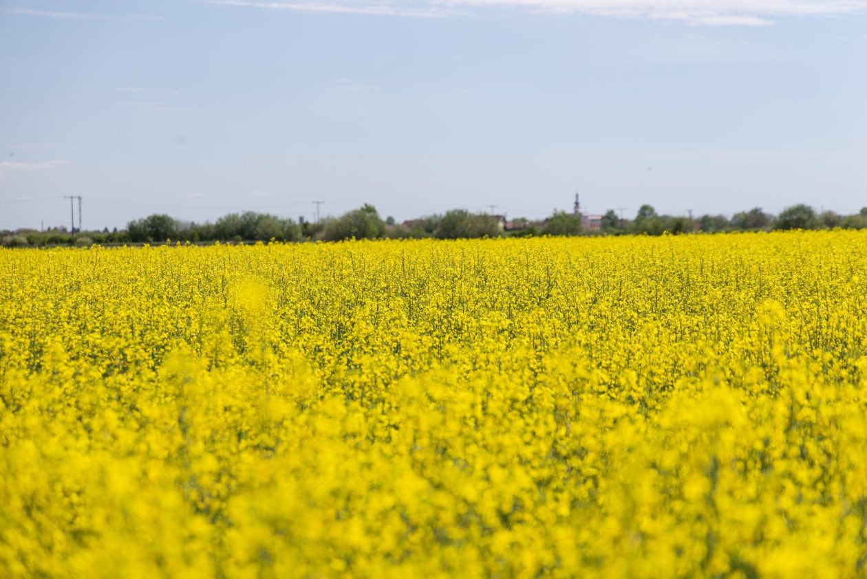 Polja uljane repice u žarkim žutim bojama