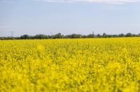 Polja uljane repice u žarkim žutim bojama