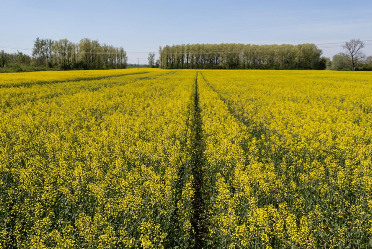 Polja uljane repice u žarkim žutim bojama
