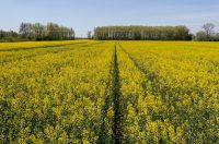 Polja uljane repice u žarkim žutim bojama