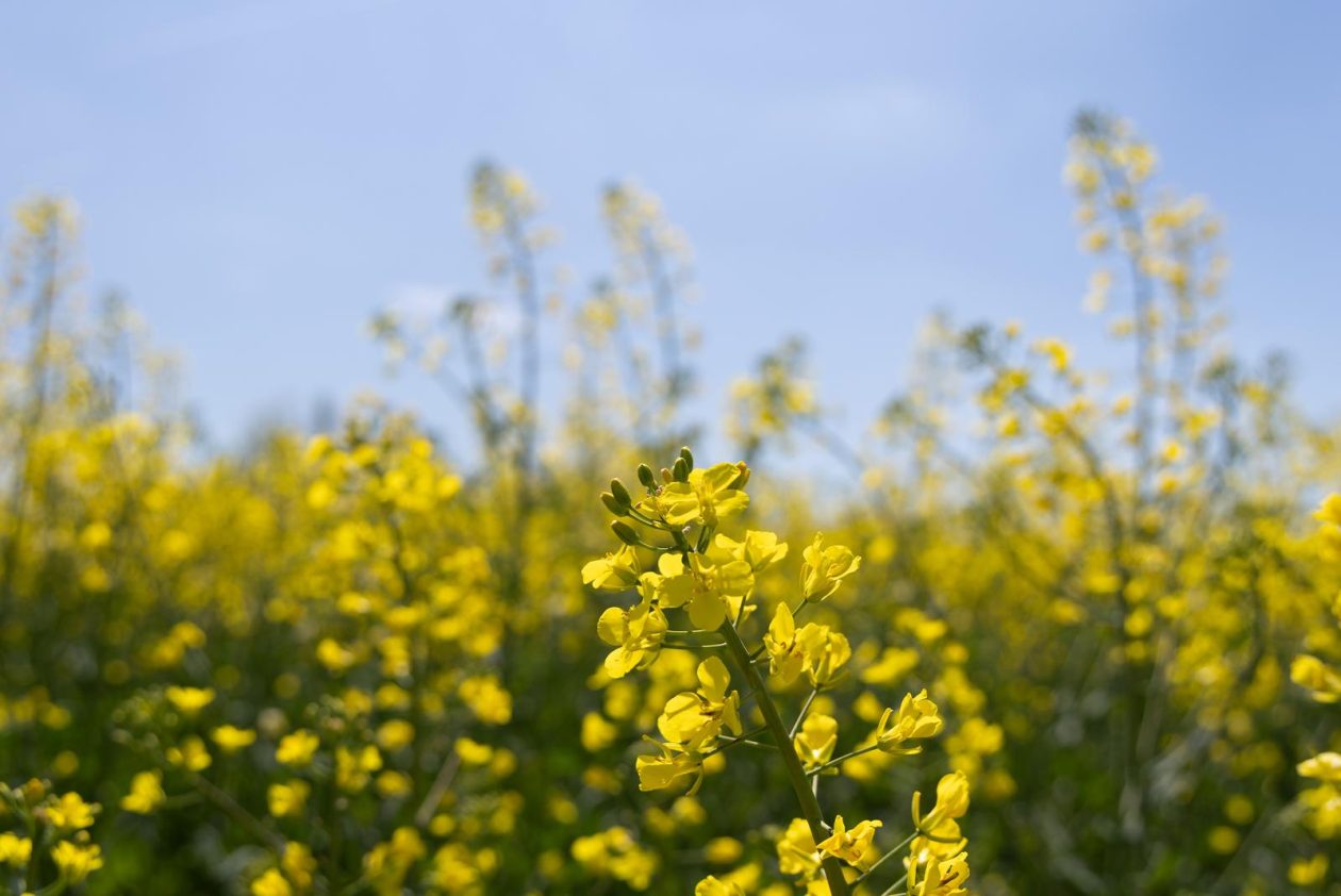 Polja uljane repice u žarkim žutim bojama