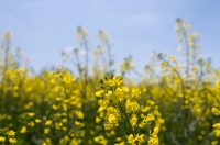 Polja uljane repice u žarkim žutim bojama