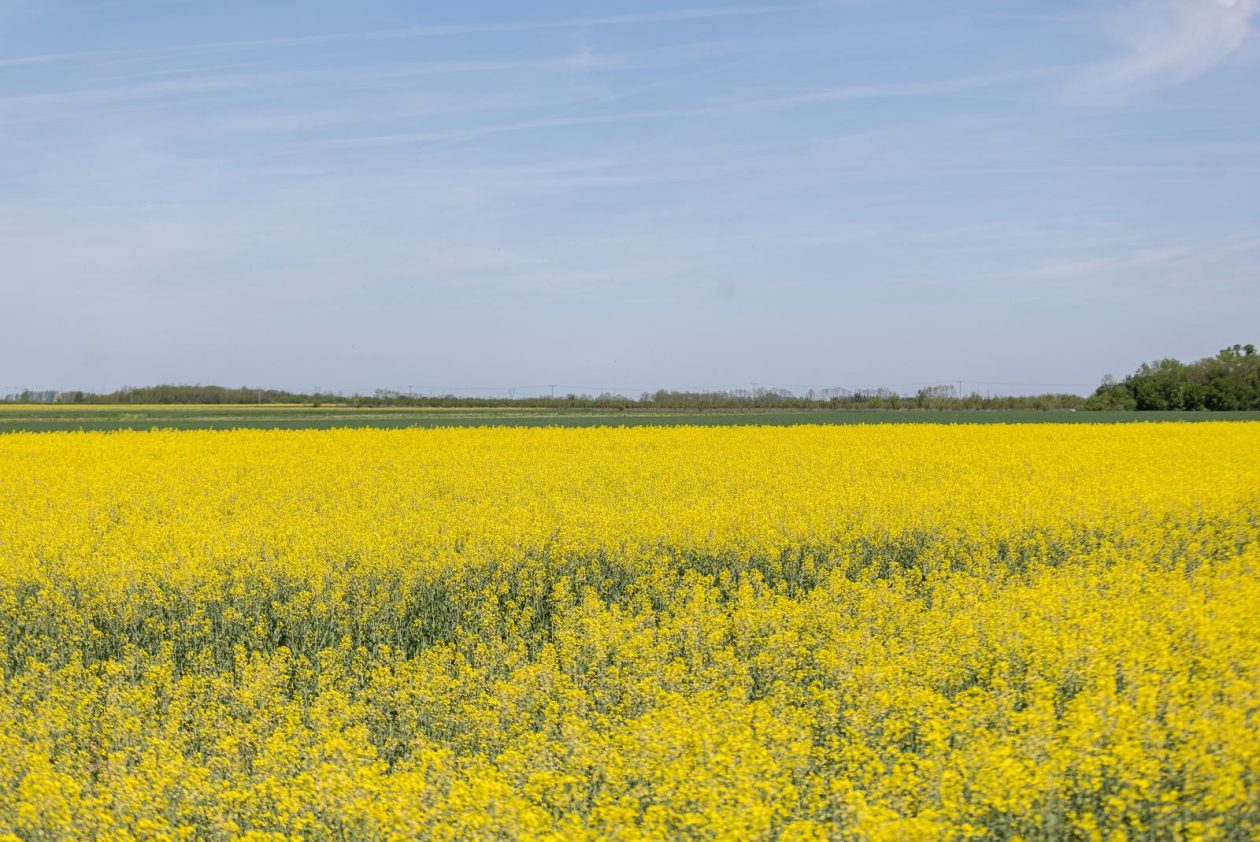 Polja uljane repice u žarkim žutim bojama