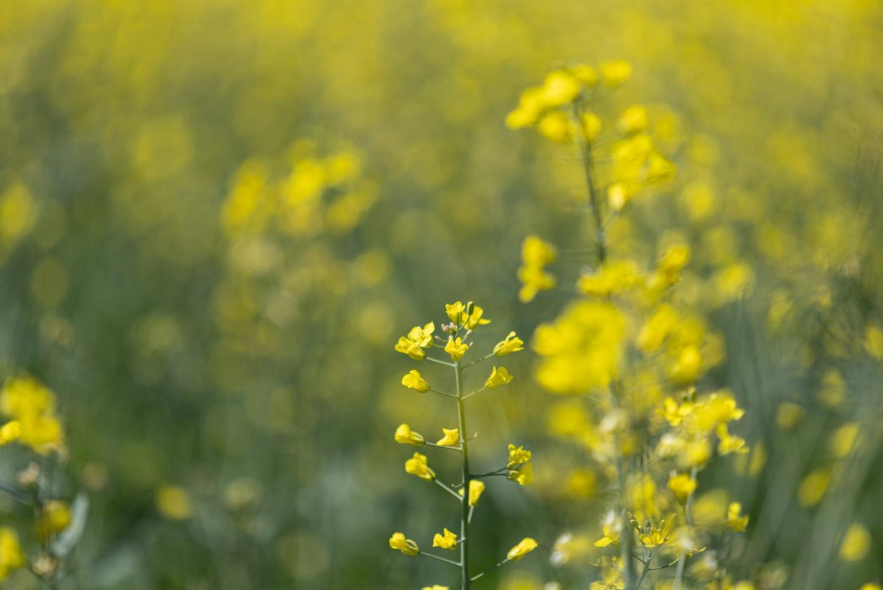 Polja uljane repice u žarkim žutim bojama