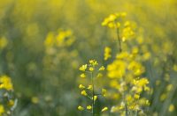 Polja uljane repice u žarkim žutim bojama