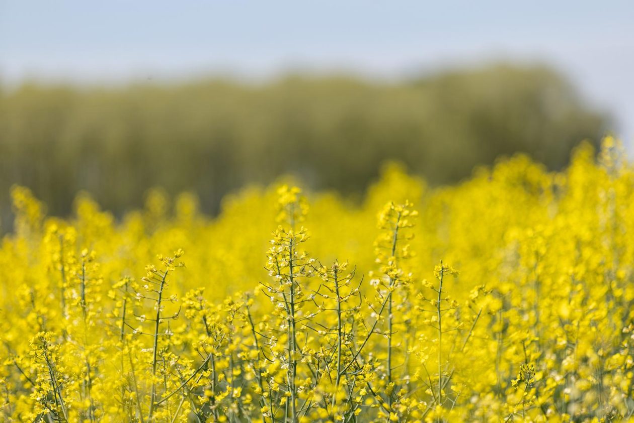 Polja uljane repice u žarkim žutim bojama