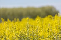 Polja uljane repice u žarkim žutim bojama