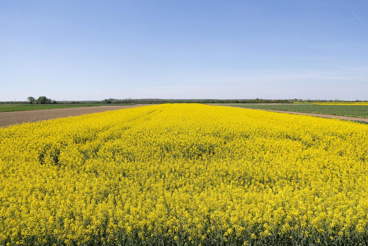 Polja uljane repice u žarkim žutim bojama