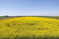 Polja uljane repice u žarkim žutim bojama