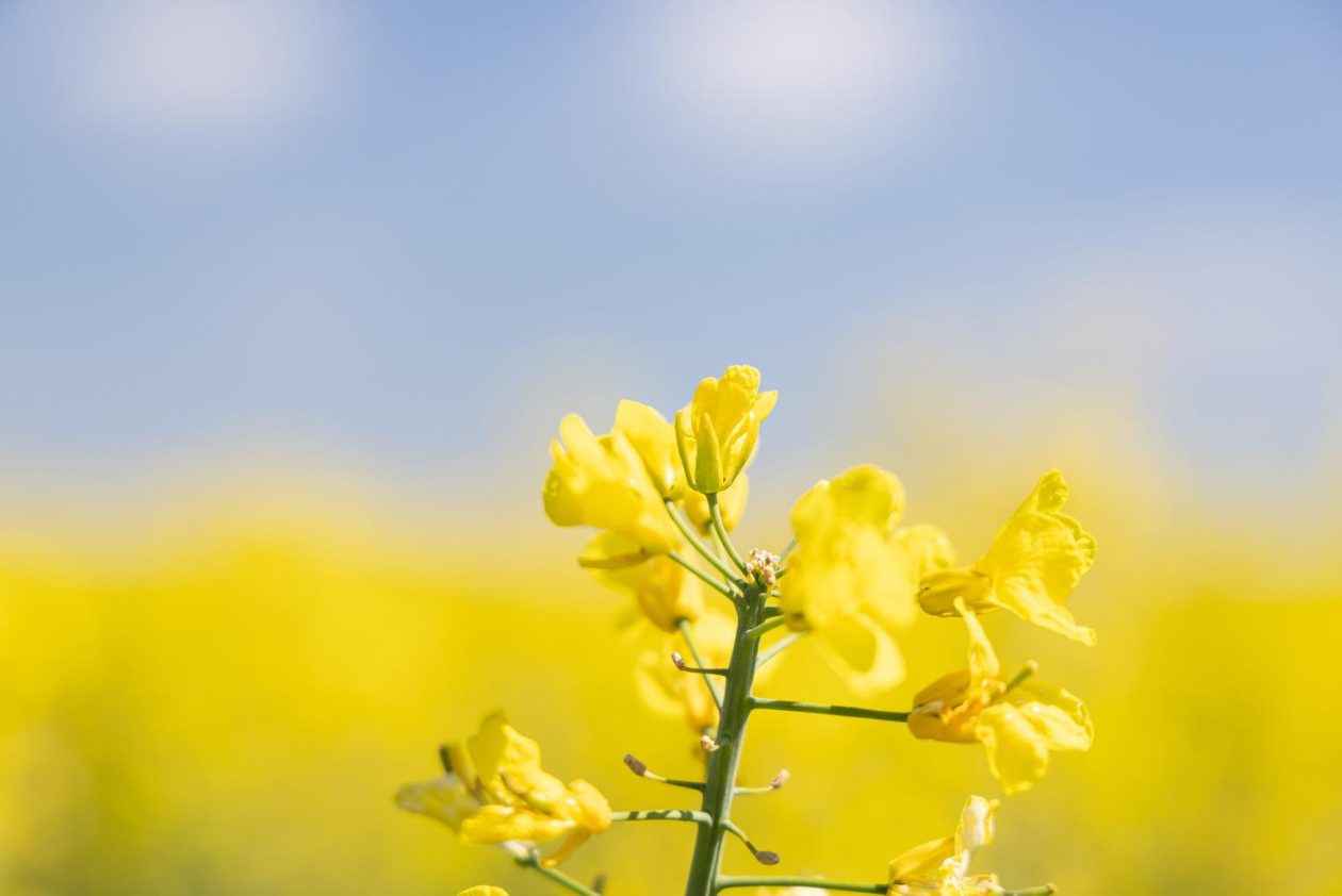 Polja uljane repice u žarkim žutim bojama