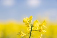 Polja uljane repice u žarkim žutim bojama