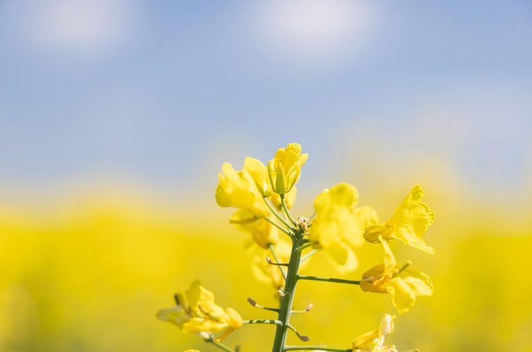 Polja uljane repice u žarkim žutim bojama