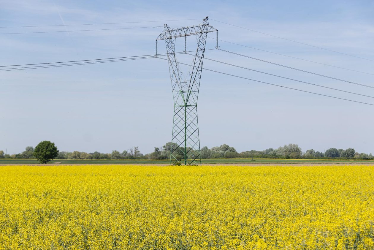 Polja uljane repice u žarkim žutim bojama