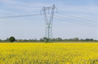 Polja uljane repice u žarkim žutim bojama