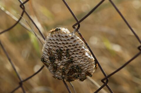 Osinjak ginjezdo osa Osinjak ginjezdo osa