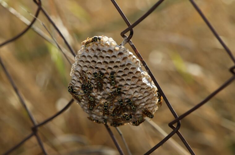 Osinjak ginjezdo osa