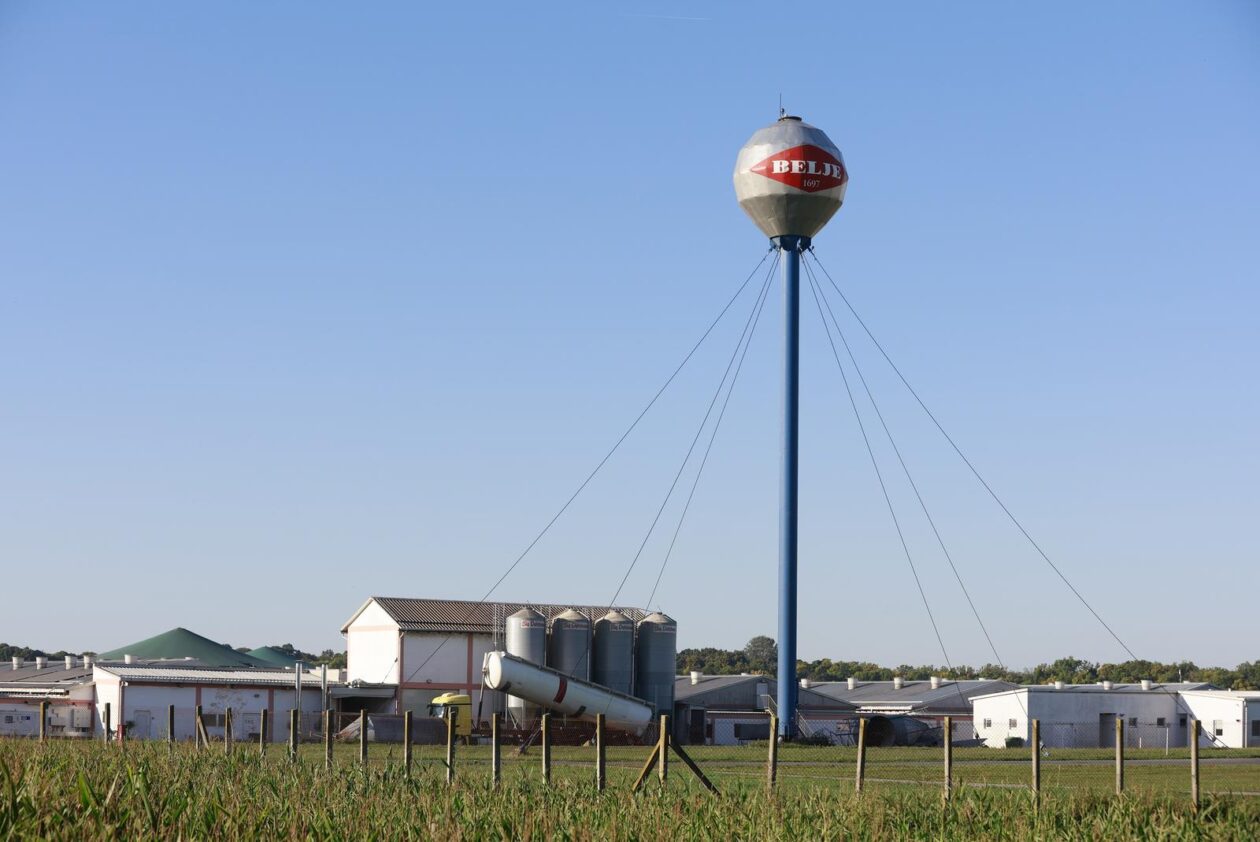 Kreće masovna eutanazija svinja na farmi u sokolovcu