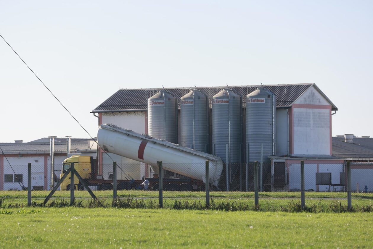 Kreće masovna eutanazija svinja na farmi u sokolovcu
