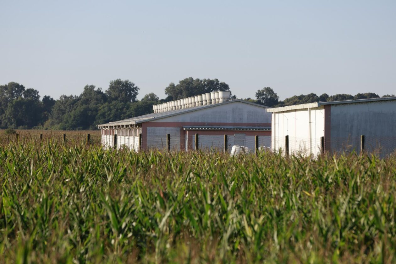 Kreće masovna eutanazija svinja na farmi u sokolovcu
