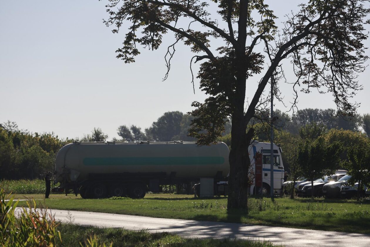 Kreće masovna eutanazija svinja na farmi u sokolovcu