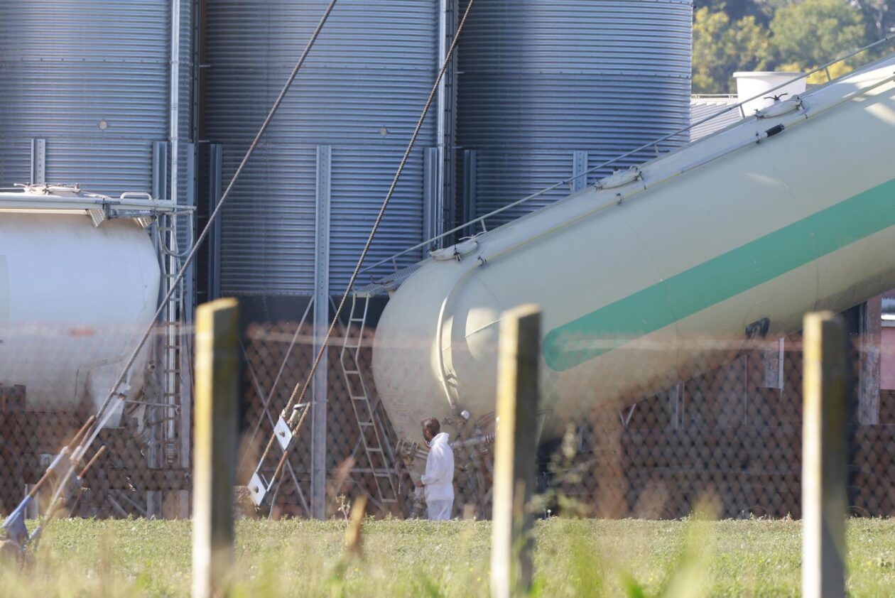 Kreće masovna eutanazija svinja na farmi u sokolovcu