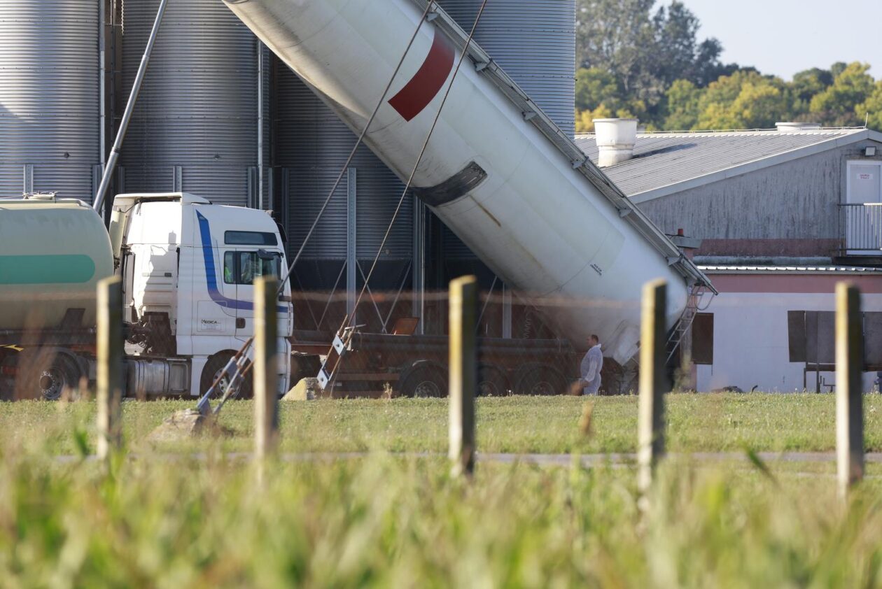 Kreće masovna eutanazija svinja na farmi u sokolovcu