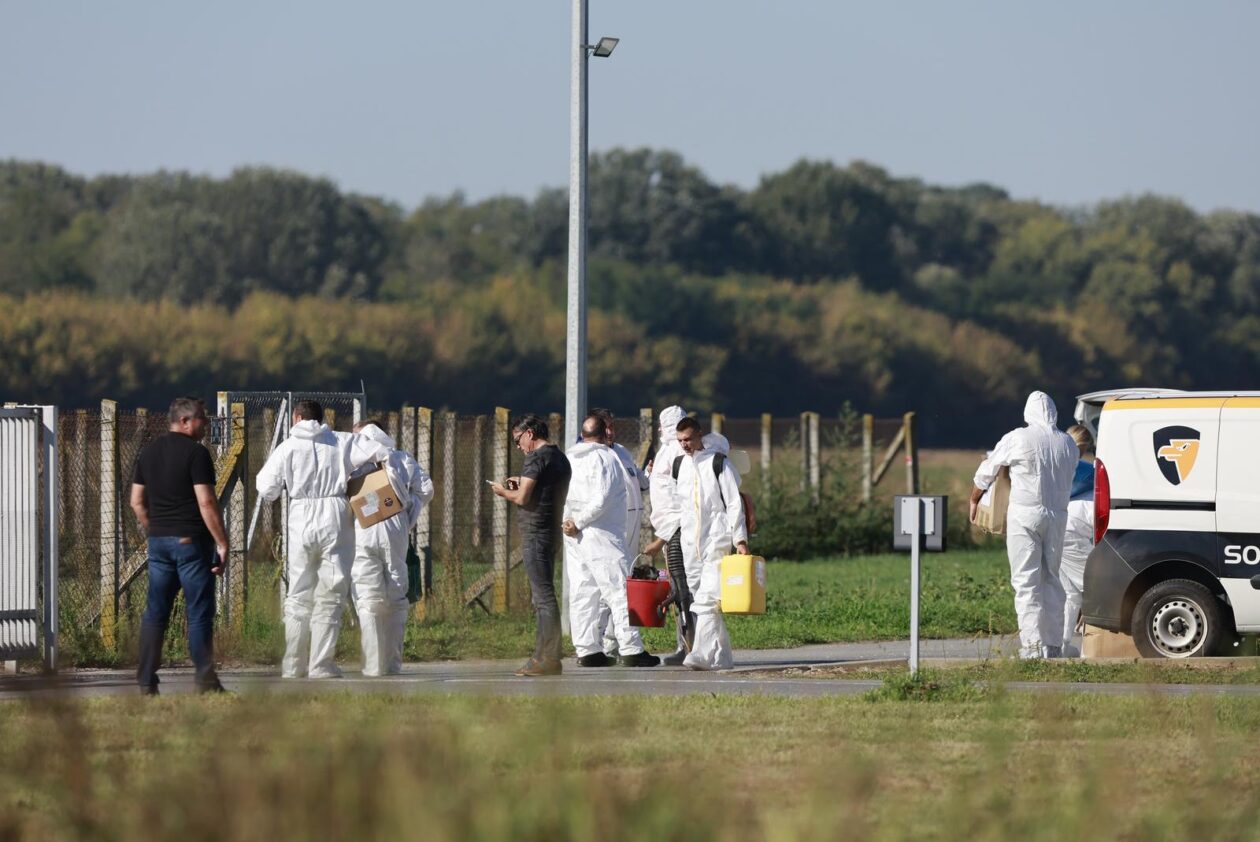 Kreće masovna eutanazija svinja na farmi u sokolovcu