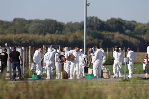 Kreće masovna eutanazija svinja na farmi u sokolovcu