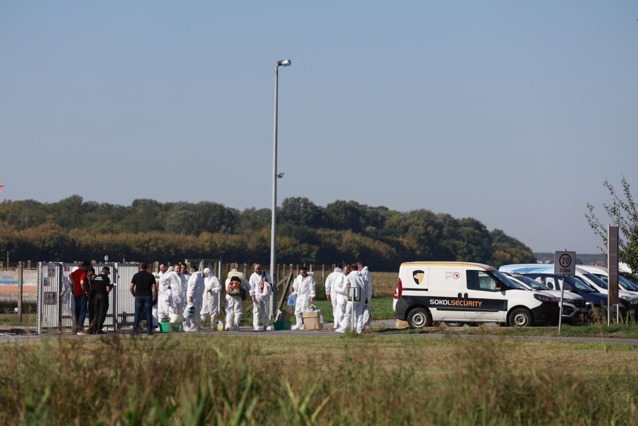 Kreće masovna eutanazija svinja na farmi u sokolovcu