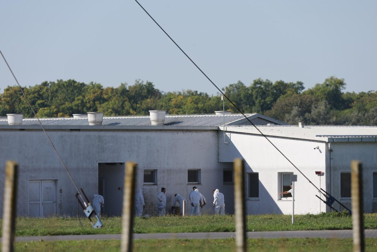 Kreće masovna eutanazija svinja na farmi u sokolovcu