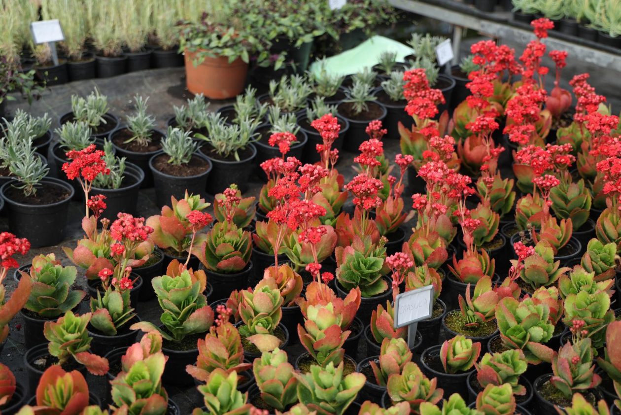 Osijek: Proljetni sajam učenika Poljoprivredne i Veterinarske škole