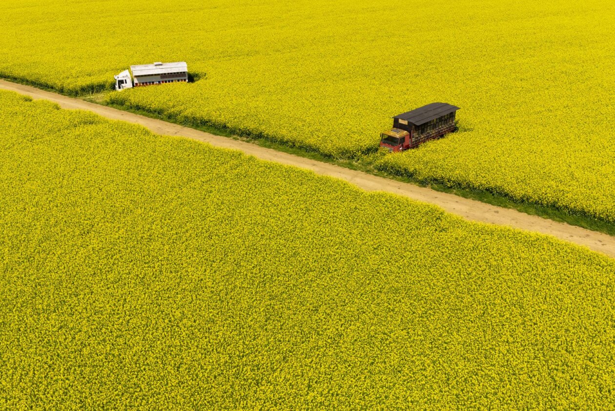 Pogled iz zraka na polja uljane repice kod Osijeka
