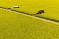 Pogled iz zraka na polja uljane repice kod Osijeka