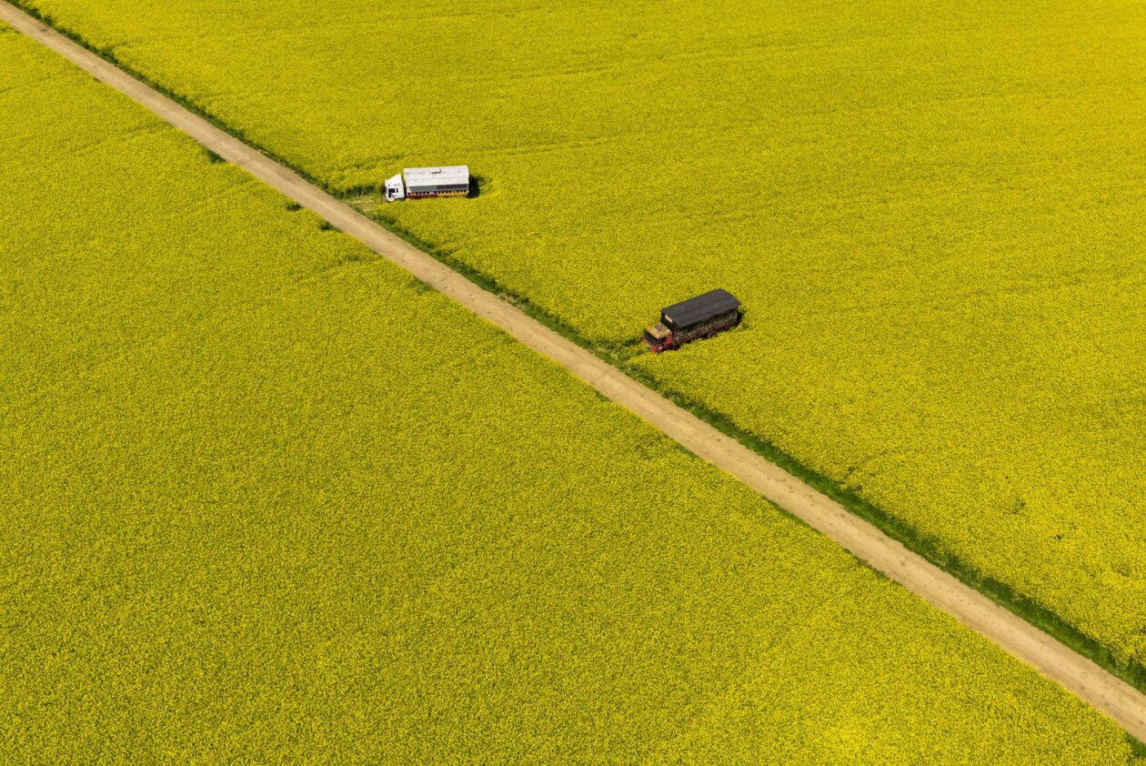 Pogled iz zraka na polja uljane repice kod Osijeka