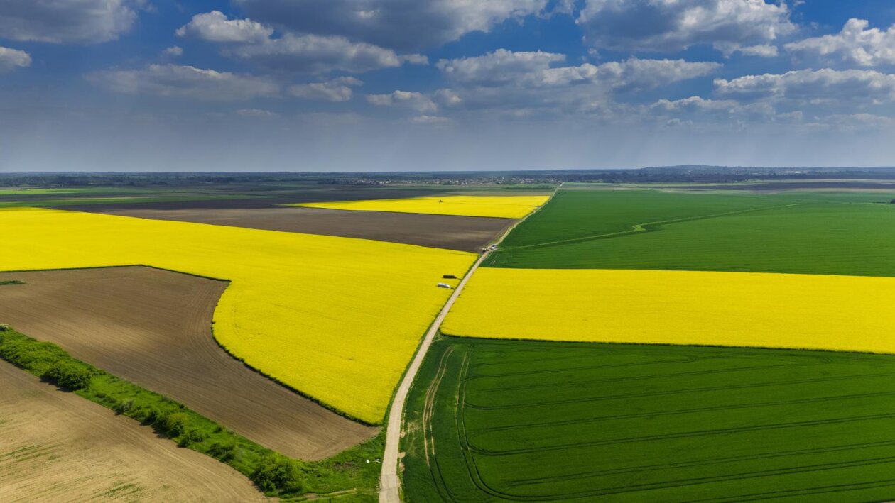 Pogled iz zraka na polja uljane repice kod Osijeka