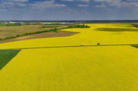 Pogled iz zraka na polja uljane repice kod Osijeka