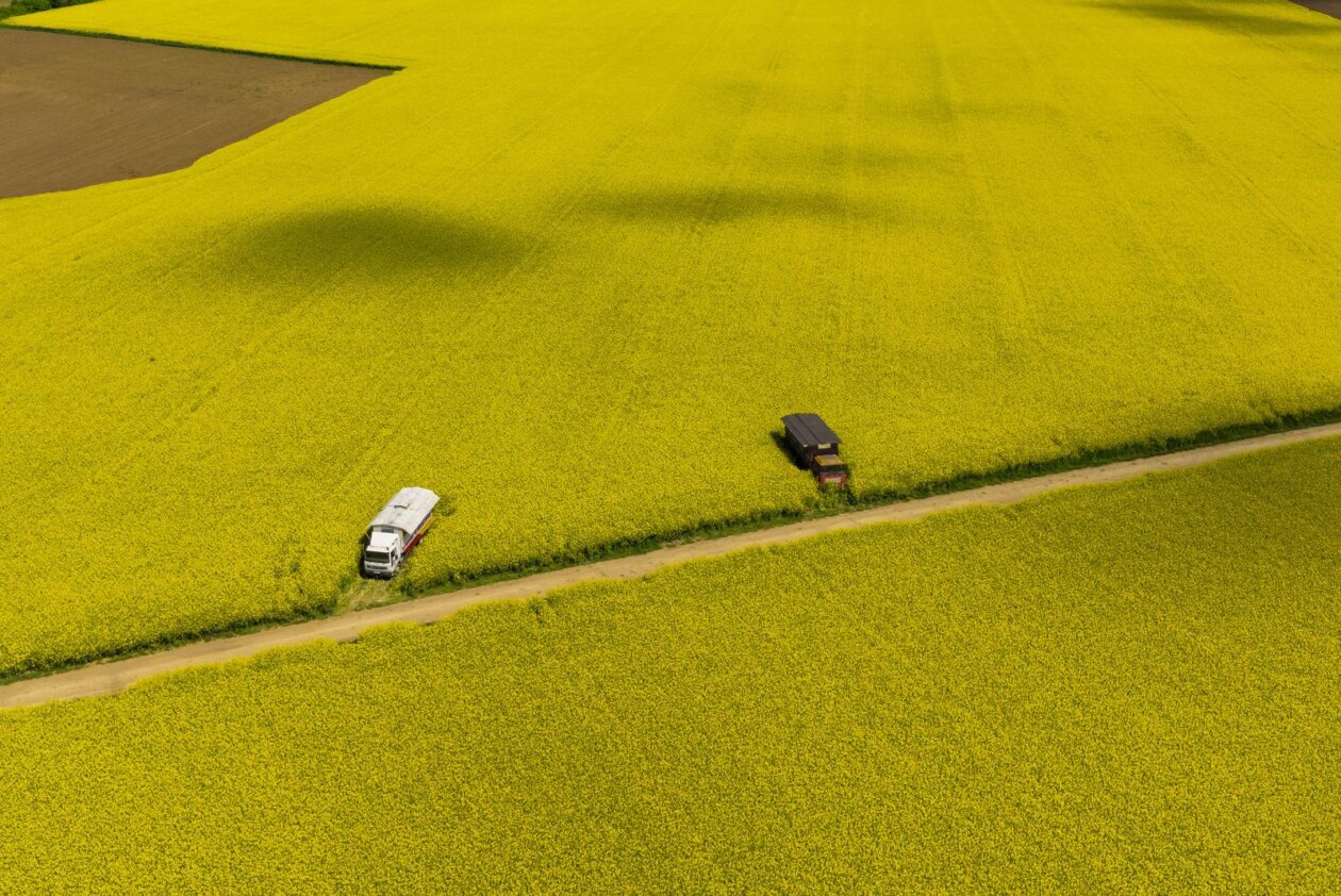 Pogled iz zraka na polja uljane repice kod Osijeka