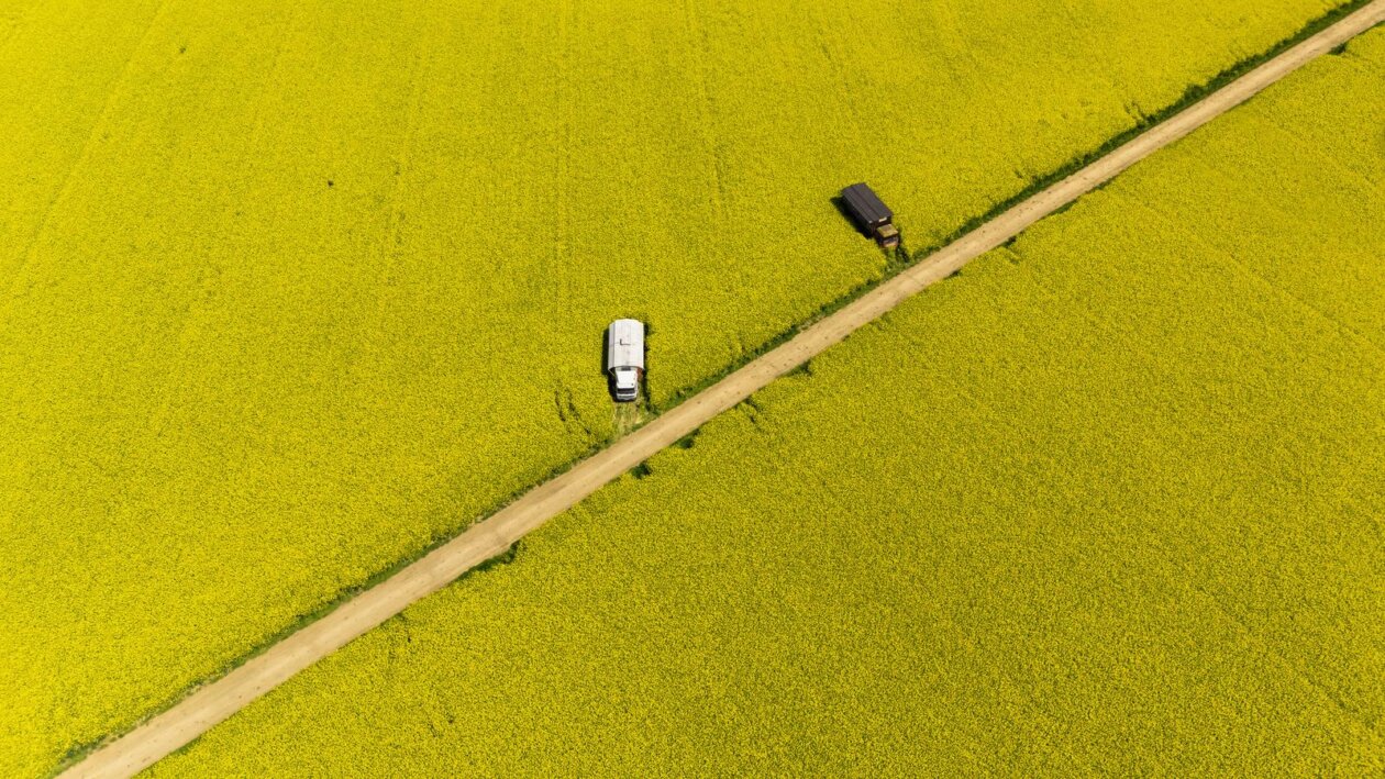 Pogled iz zraka na polja uljane repice kod Osijeka