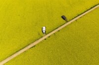 Pogled iz zraka na polja uljane repice kod Osijeka